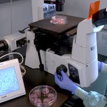 Pixel experience 9 pie rom + electra blue kernel. Oligomerization Dynamics Of Cell Surface Receptors In Living Cells By Total Internal Reflection Fluorescence Microscopy Combined With Number And Brightness Analysis Protocol