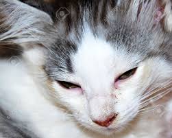 What does tache noire mean? Portrait D Un Chat Blanc Avec Des Taches Noires En Colere Avec Les Yeux Mi Clos Nez Rose Et De Longues Moustaches Banque D Images Et Photos Libres De Droits Image 32917344