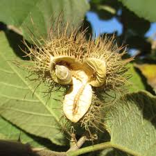 Image result for Buchnerodendron lasiocalyx