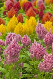 Celosia Flower Seeds Flower Pots Annual Flowers