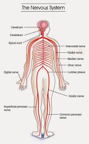 This information comes from inside your body and from the world outside. Diagram Of The Nervous System For Kids Koibana Info Nervous System Anatomy Nervous System Diagram Nervous System Structure