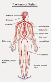 The nervous system is essentially a biological information highway. Diagram Of The Nervous System For Kids Koibana Info Nervous System Anatomy Nervous System Diagram Nervous System Structure