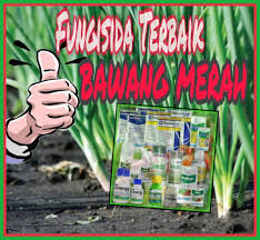 Maybe you would like to learn more about one of these? Fungisida Terbaik Untuk Bawang Merah Dalam Menghadapi Berbagai Penyakit Kliktani Com