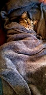 Maybe you would like to learn more about one of these? Wrapped Cat In Blanket Cat Fell Asleep Album On Imgur