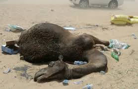 The last camel died at noon is a pivotal story. Heartbreaking Pictures Show Camels That Died From Thirst After Being Kicked Out By Saudis Metro News