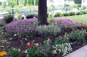 Maybe you would like to learn more about one of these? Cvece Koje Uspeva U Hladovini Ispod Drveta Ukrasno I Lekovito Bilje Agroklub Rs