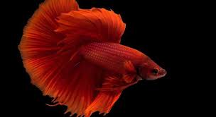 Nama2 ikan dalam bahasa inggris. Ikan Cupang Dalam Bahasa Inggris Archives Hobi Mancing