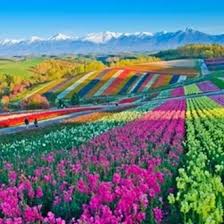 Check spelling or type a new query. Jual Produk Bunga 3d Wallpaper Pemandangan Termurah Dan Terlengkap Agustus 2021 Bukalapak