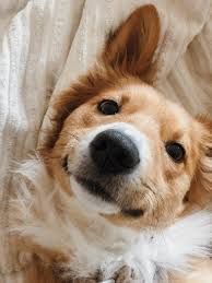 Download and use 90,000+ cute stock photos for free. 500 Cute Dog Pictures Hd Download Free Images On Unsplash