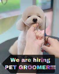 We did not find results for: Uae Jobs Pet Groomer Job Description We Are Urgently Looking For An Expert Pet Groomer Responsibilities Maintain High Standards Of Quality In Customer Service And Have A Gentle Hand With