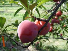 Stone Fruits Healthy And Delicious Gardening Austin