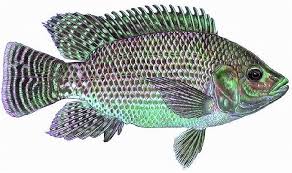 Memulai budidaya ikan lele sebenarnya cukup mudah. Mimpi Menangkap Ikan Mujair Pertanda Buruk Atau Baik Baca Kajian Nya Disini