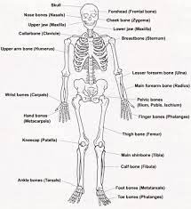 Diagram Of The Skeletal System With Labels Human Skeleton Labeled Muscle Diagram Human Muscular System