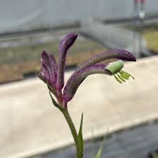 Image result for Anigozanthos