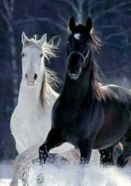 Black And White Horse Names Female Epingle Par Lucia Fifa S Architetto Sur Musa 3 Art Fifa S Architects Of Course Studio Art All The Best Day Photos De Chevaux Cheval Gris Image Cheval