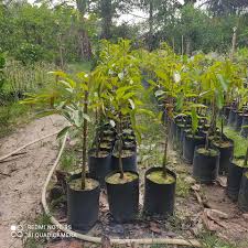 View tapak semaian seri maju sdn bhd in a larger map. Semaian Getah Lim Home Facebook