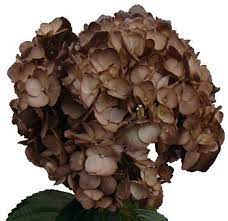 Hydrangea Chocolate Tinted Flower Brown Flowers Buy Hydrangeas Hydrangea