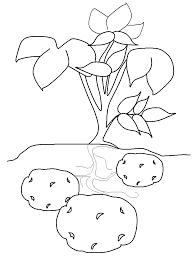 Young kids need to be taught the basics in interesting ways. Potato Coloring Pages Printables Coloring Pages Vegetable Coloring Pages Coloring Pages For Kids