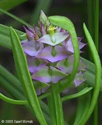 Image result for Polygala macrostigma
