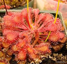 Image result for Drosera burkeana