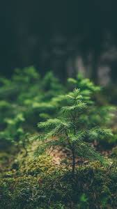 Nature Iphone Wallpapers Top Free Nature Iphone Backgrounds Wallpaperaccess Hot vs cold iphone wallpaper.