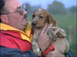 L Epagneul Breton Le Chien De Chasse Dans Les Marais Youtube