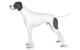 Exercise and outdoor time is vital to the lab pointer. Pointer Dog Breed Information Pictures Characteristics Facts Dogtime