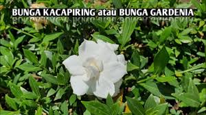 We did not find results for: Bunga Kacapiring Atau Bunga Gardenia Mini Di Jogging Track Butani Channel Youtube