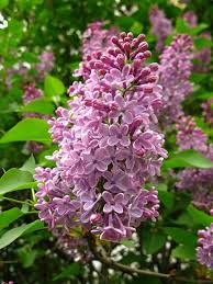 Studioview Lilacs By Dorota S On Flickr Beautiful Flowers Lilac Blossom Flowers Nature