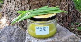 Spitzwegerich Salbe Damit Insektenstiche Nicht Mehr Jucken Spitzwegerich Salbe Spitzwegerich Insektenstich