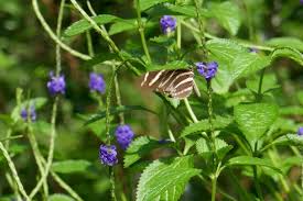 Image result for Stachytarpheta indica