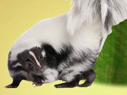 We did not find results for: Ask Smithsonian What Makes Skunk Spray Smell So Terrible At The Smithsonian Smithsonian Magazine
