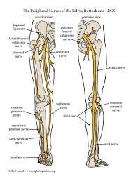 Jan 24, 2018 · the muscles of the abdomen protect vital organs underneath and provide structure for the spine. Nerves Of Lower Limb Color Diagram