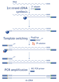 Other methods of isolating cdnas. What Is Cdna Socratic
