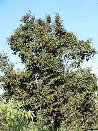 Image result for Combretum engleri