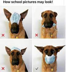 Pictures Cute Funny Animals German Shepherd Dogs Funny Animal Pictures