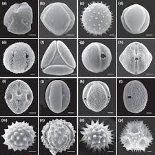 Image result for Bertiera angusiana