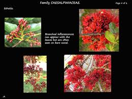 Image result for Schotia capitata