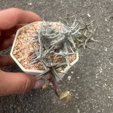 Image result for Orbea maculata