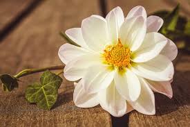 ภาพฟร ท pixabay ดอกร กเร ดอก สวนดอกไม ดอกร กเร สวนดอกไม ดอกไม สวย