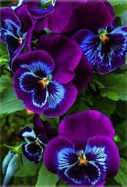 Pin On Flowers