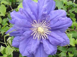 Maybe you would like to learn more about one of these? Clematis Kiri Te Kanawa Brushwood Nursery Clematis Specialists