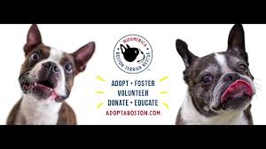 No worries, you can still adopt a cat. Should You Get A Boston Terrier What You Need To Know Boston Terrier Society