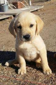 The best akc white, yellow, cream, and black lab puppies for sale in southern ca! Akc Labrador Retriever Puppies For Sale In San Diego California Classified Americanlisted Com