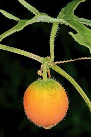 Image result for Coccinia rehmannii