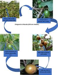 Image result for Vangueria