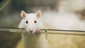 Image result for who is responsible for the humane treatment of experimental animals?
