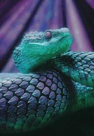 Pin By Ashlynne Wright On Reptiles And Amphibians Poisonous Snakes Snake Reptile Snakes