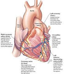 Labeled heart diagram showing the heart from anterior. Coronary Arteries How It Works Images