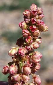 Image result for Rumex ruwenzoriensis